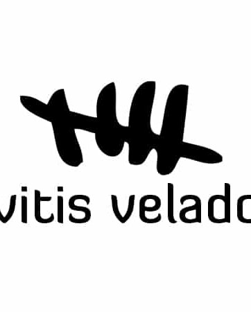 VITIS VELADO